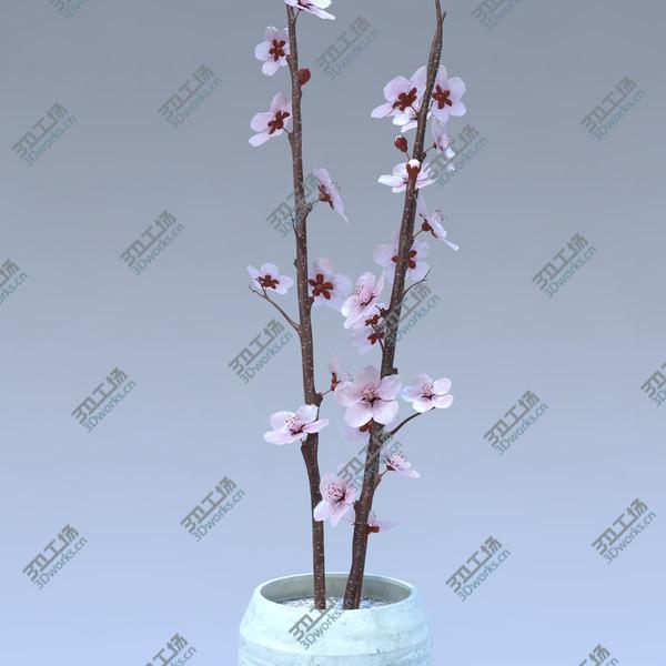 images/goods_img/20210312/Cherry Blossom/4.jpg